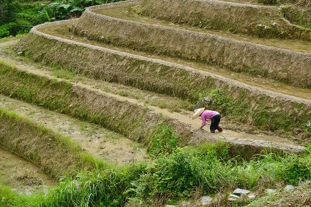 种植水稻分蘖少什么原因怎么解决？水稻分蘖少的正确解决方法